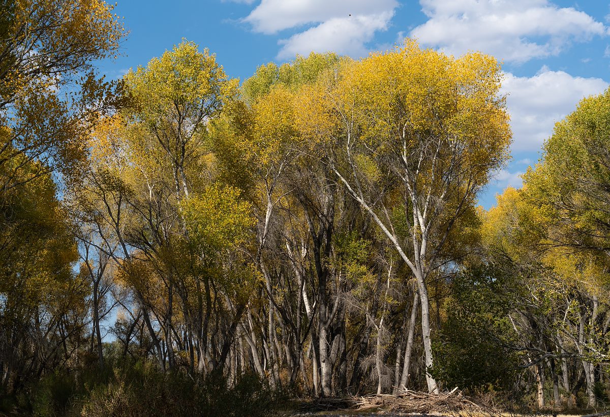 2020 November Cottonwoods along the San Pedro River