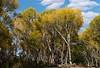 2020 November Cottonwoods along the San Pedro River