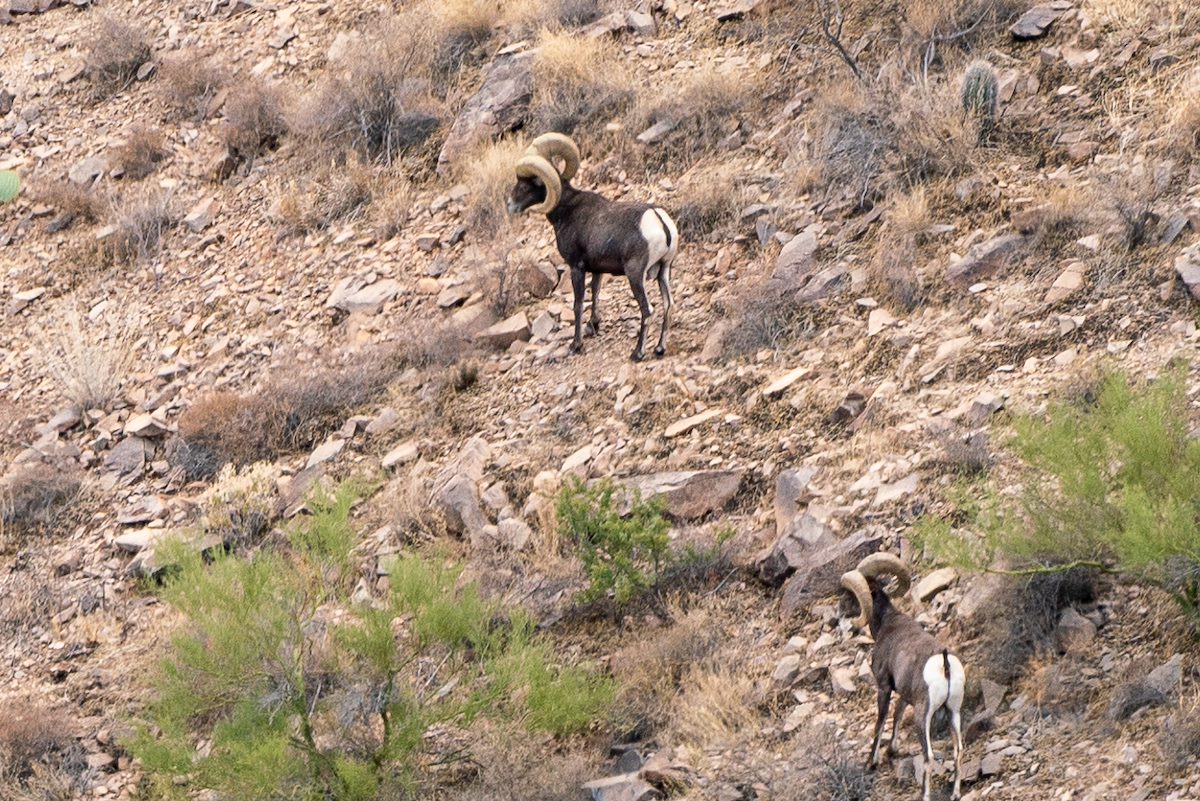 2020 November Distant Bighorns on Dos Titos 01