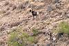 2020 November Distant Bighorns on Dos Titos 01