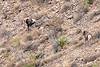 2020 November Distant Bighorns on Dos Titos 02