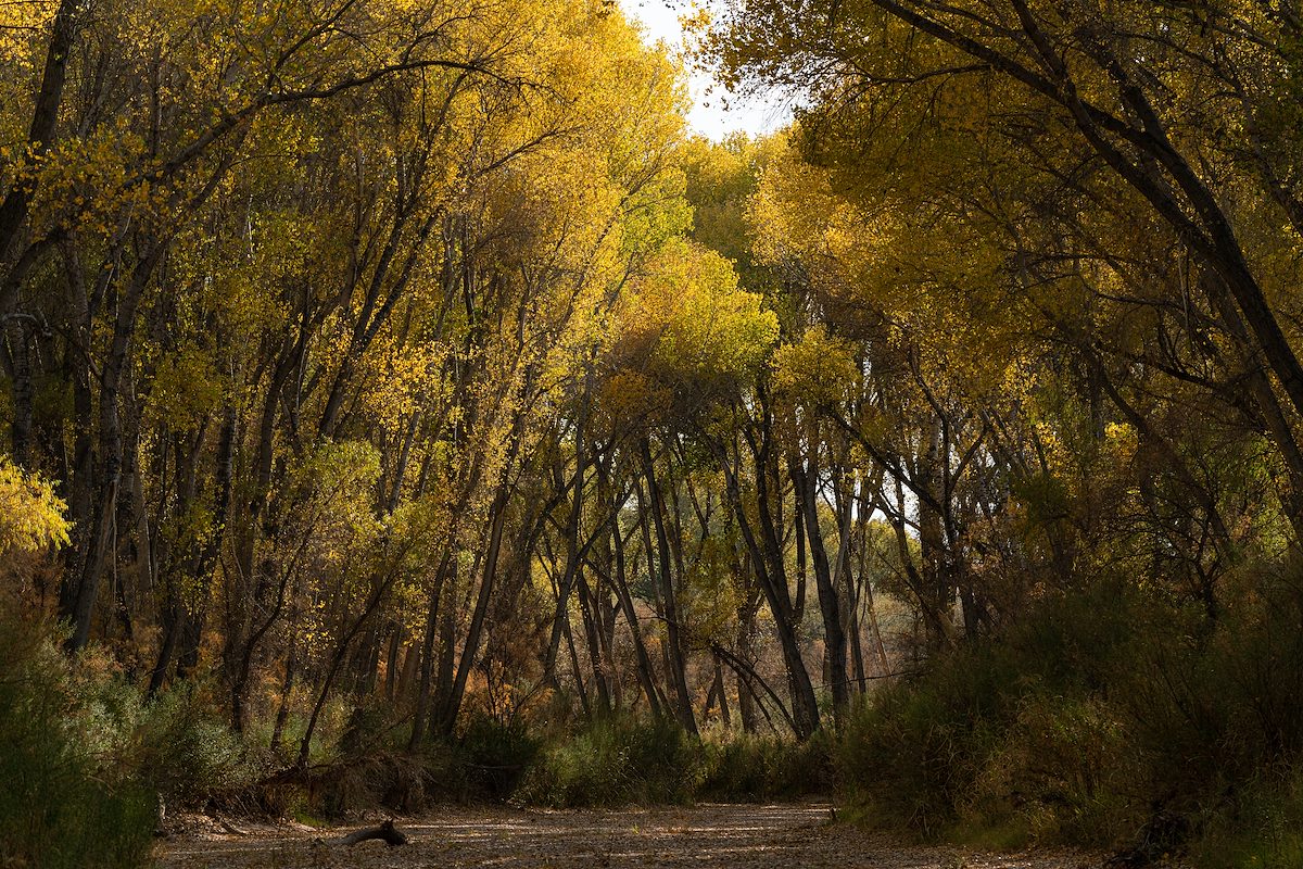 2020 November Fall Color on the San Pedro River