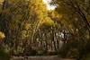 2020 November Fall Color on the San Pedro River