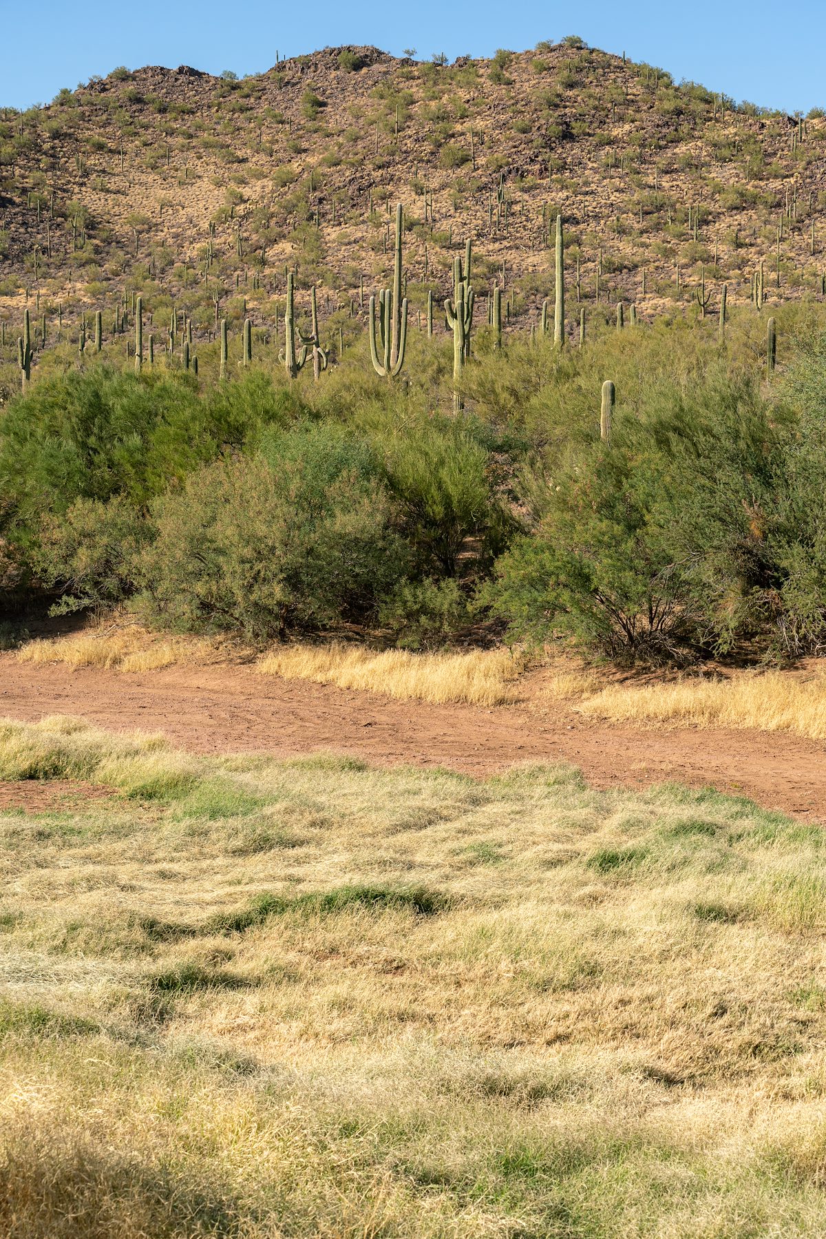 2020 November Tank in the Samaniego Hills