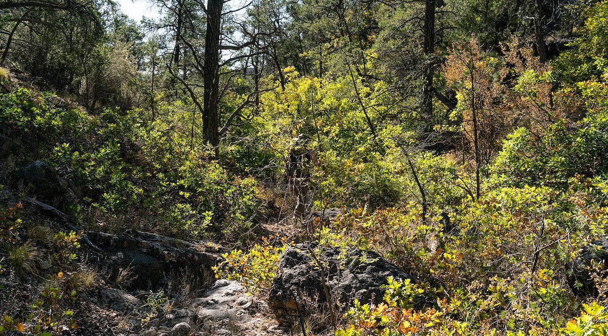 2020 October An Oak Filled Canyon on Eremita Mesa near the Silver Bell Route