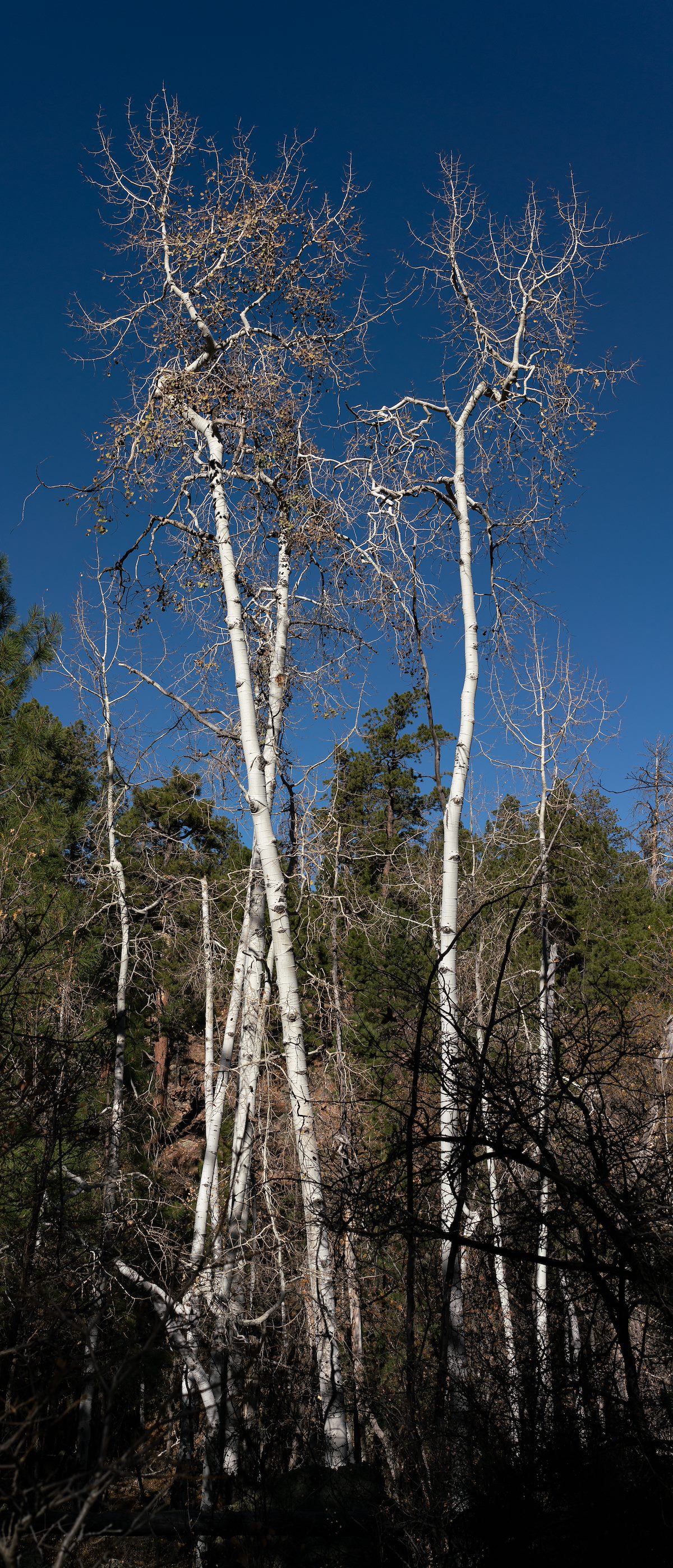 2020 October Aspens