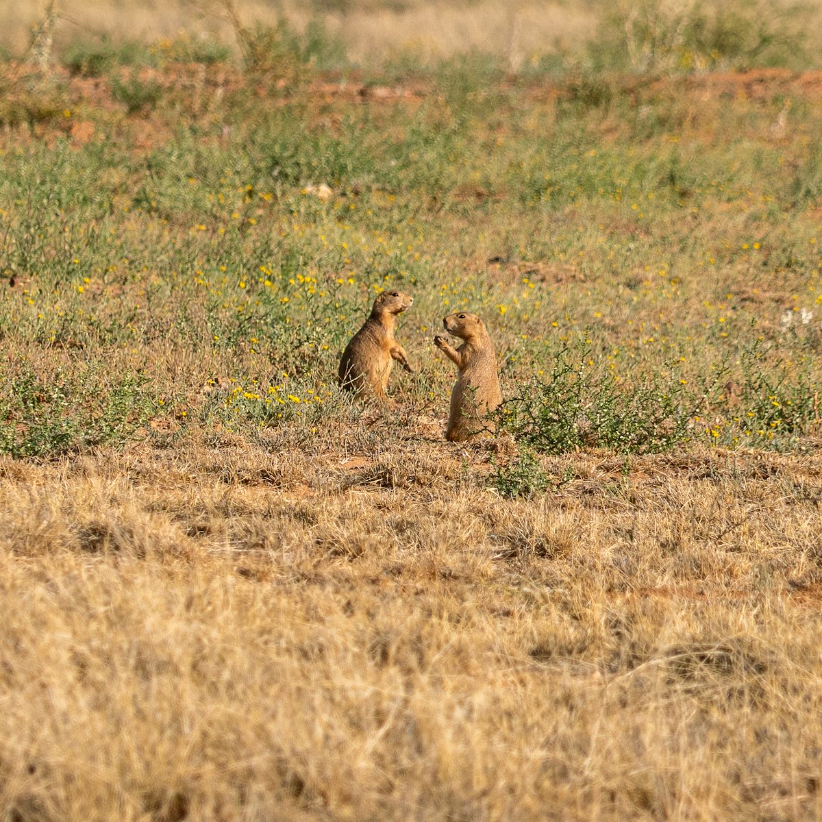 2020 October Empire Ranch Prairie Dogs 01