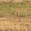 2020 October Empire Ranch Prairie Dogs 01