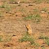 2020 October Empire Ranch Prairie Dogs 02