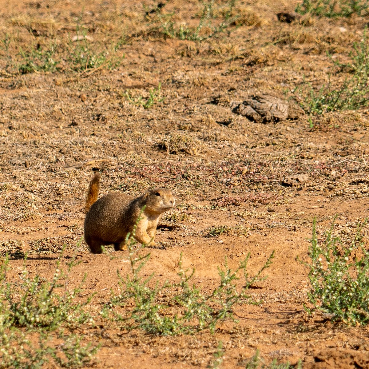 2020 October Empire Ranch Prairie Dogs 03