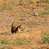 2020 October Empire Ranch Prairie Dogs 03