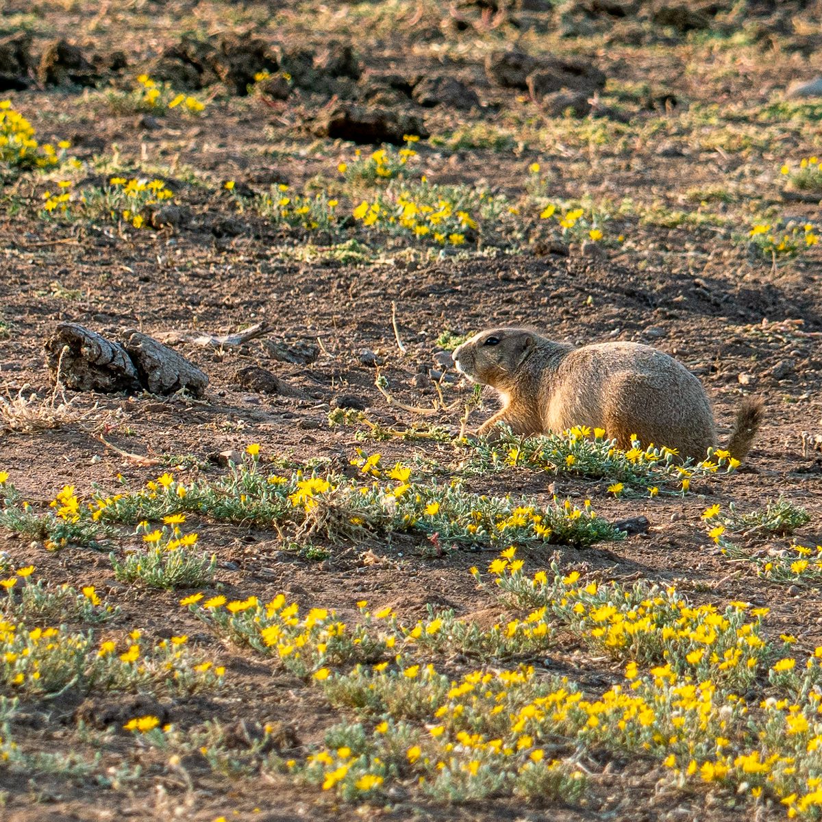 2020 October Empire Ranch Prairie Dogs 04