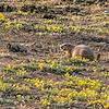 2020 October Empire Ranch Prairie Dogs 04