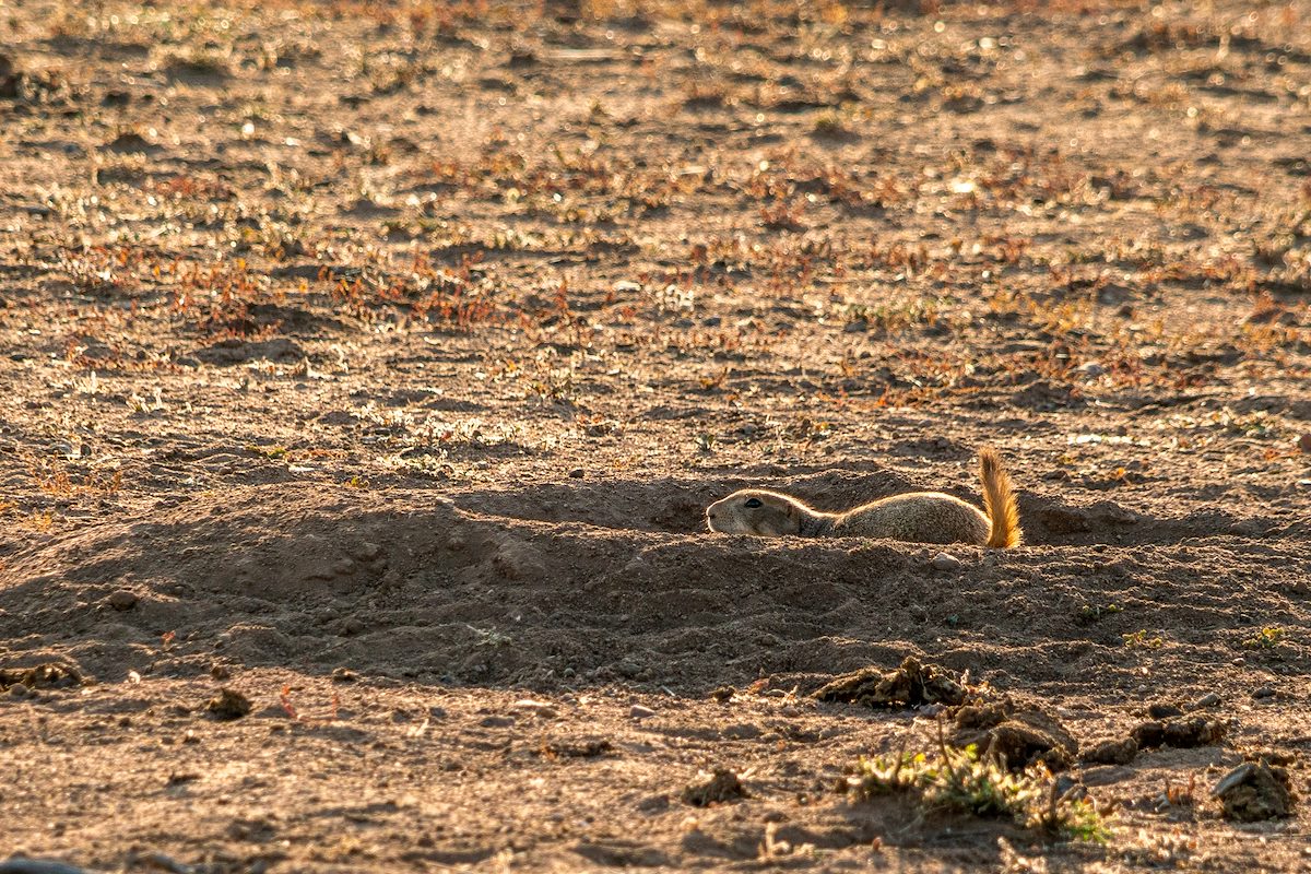 2020 October Empire Ranch Prairie Dogs 05