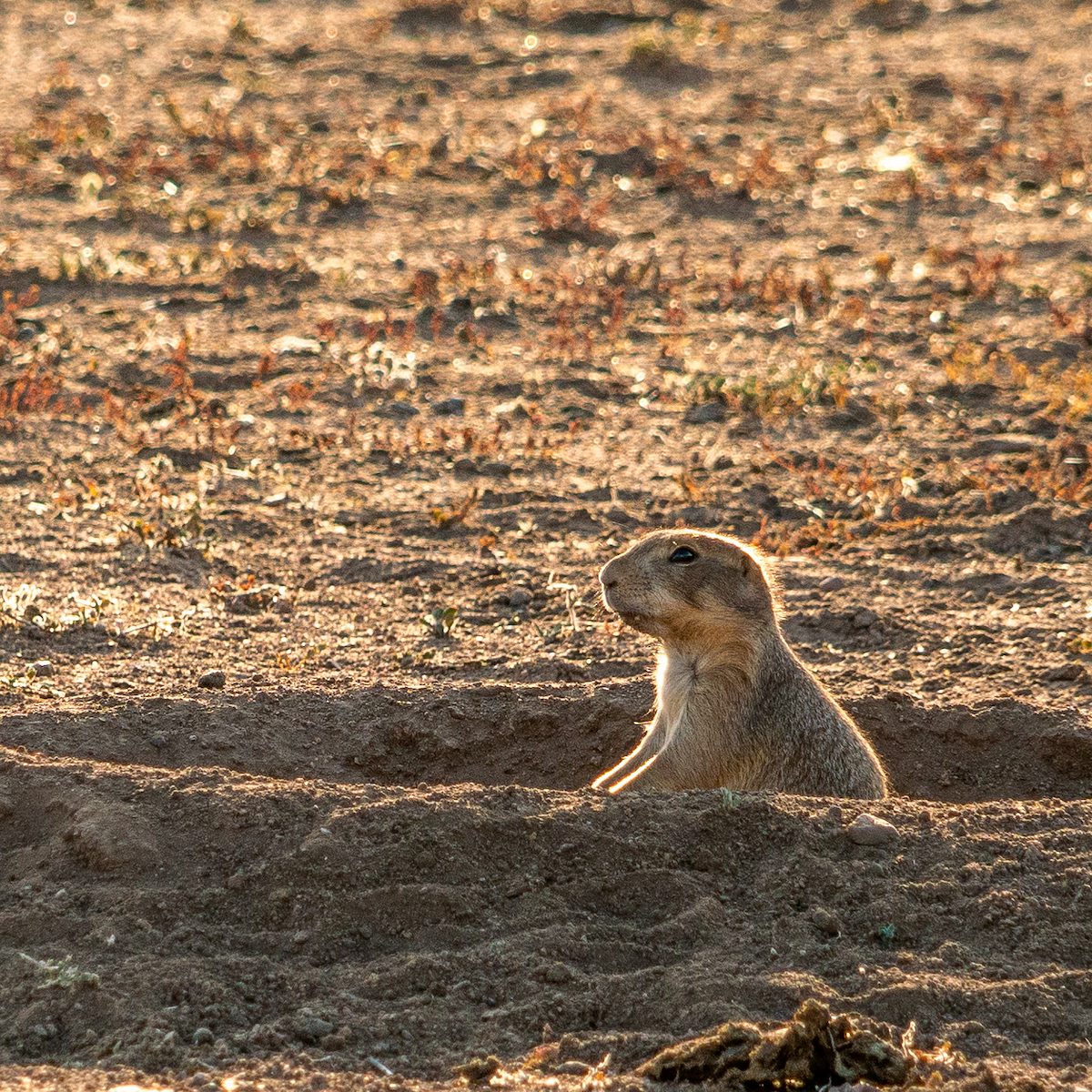 2020 October Empire Ranch Prairie Dogs 06