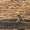 2020 October Empire Ranch Prairie Dogs 06