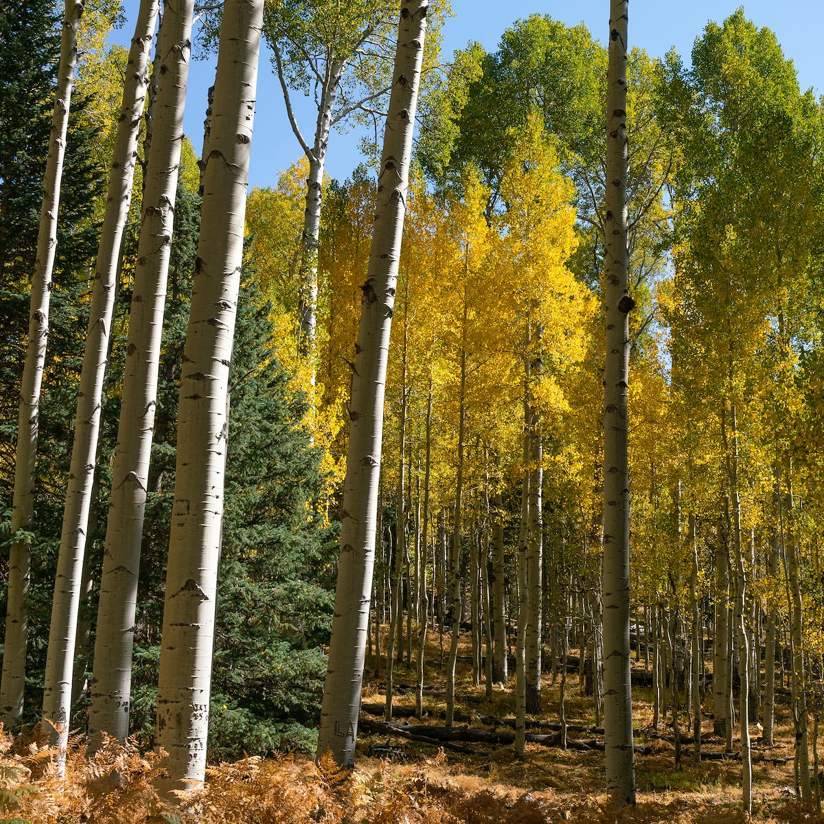 2020 October Snowbowl Aspen Nature Loop