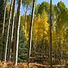 2020 October Snowbowl Aspen Nature Loop