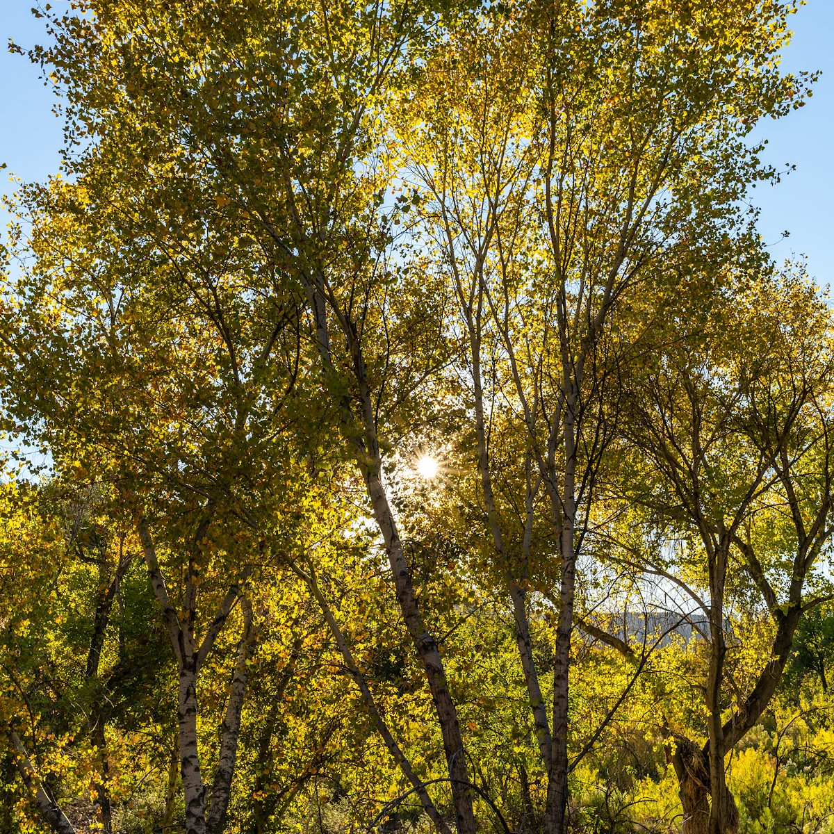 2020 October Sun thru the Cottonwoods