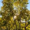 2020 October Sun thru the Cottonwoods