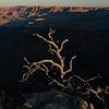 2020 October Tree on the South Rim of the Grand Canyon