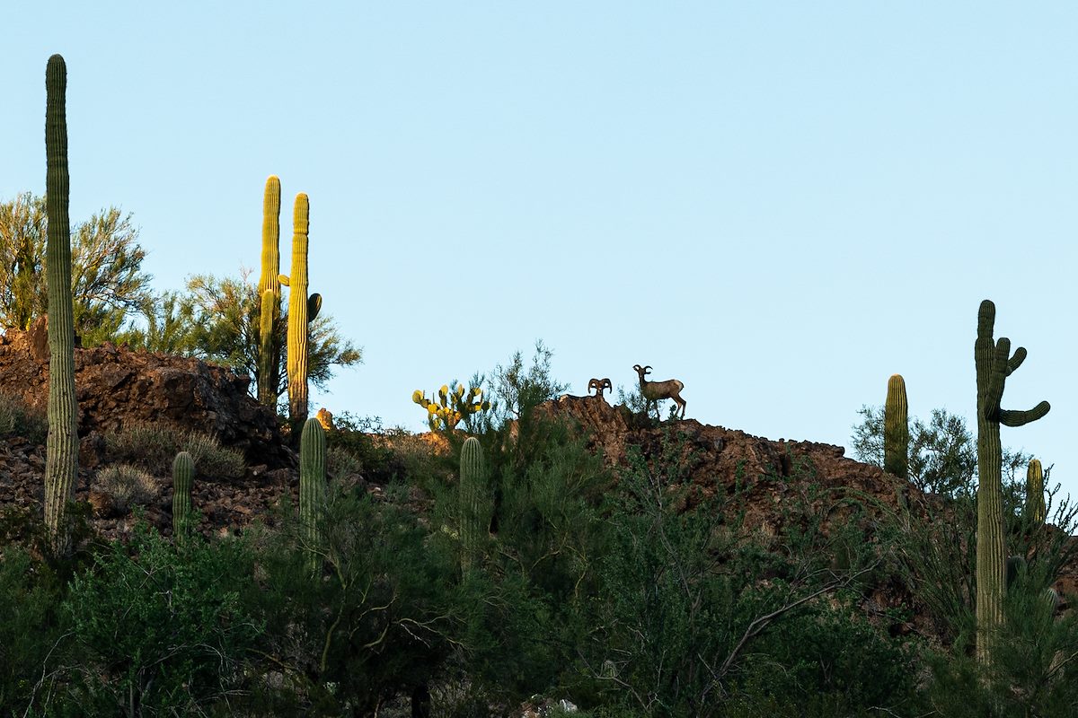 2020 September Bighorn Sheep in the Samaniego Hills