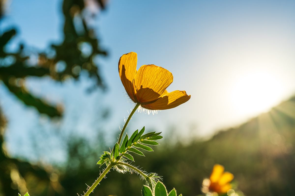 2020 September Desert Poppy