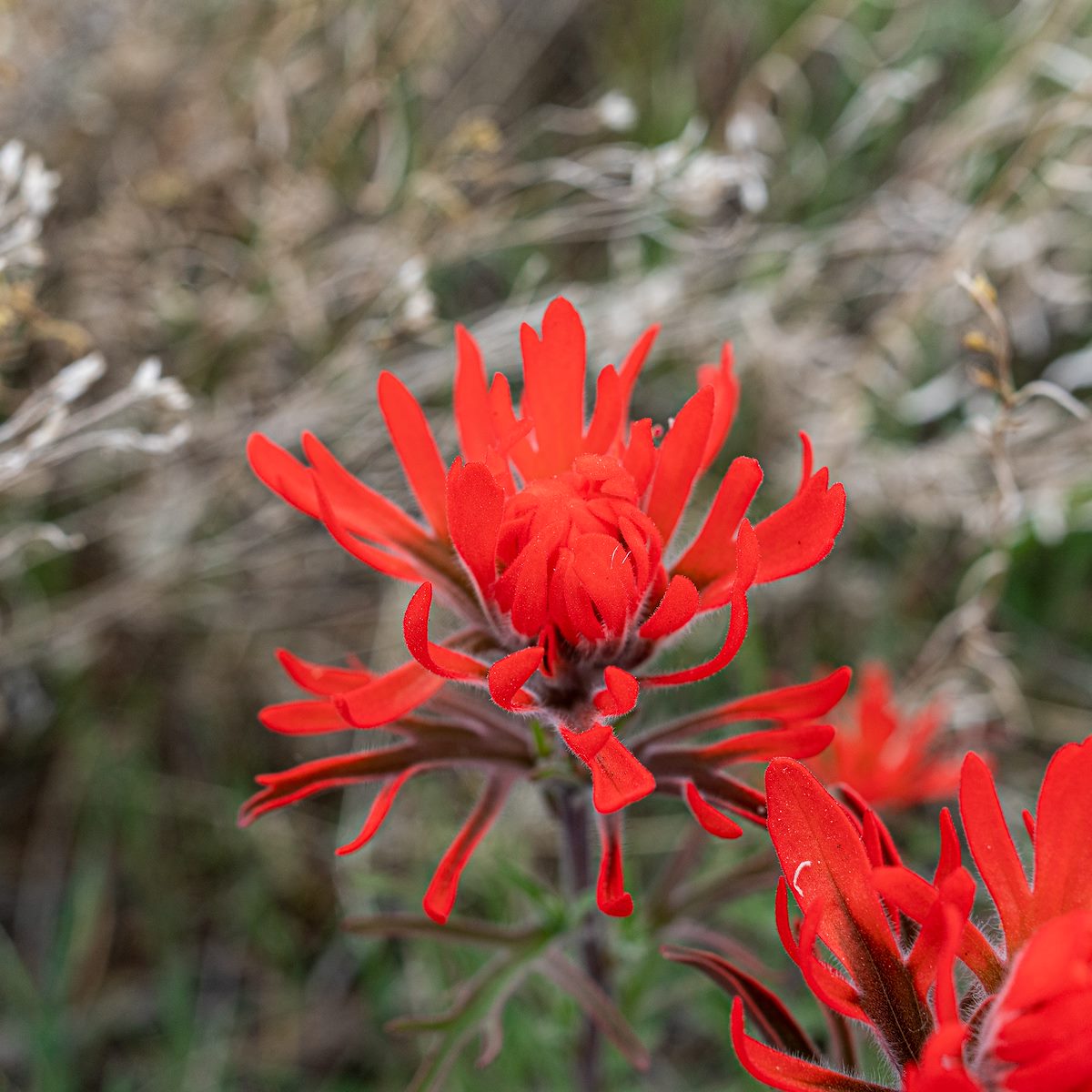 2021 April Indian Paintbrush on the South Rim of the Grand Canyon