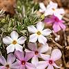 2021 April Mountain Phlox on the hike out from Mescalero Point