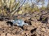 2021 February Balloon Trash in Ironwood Forest National Monument