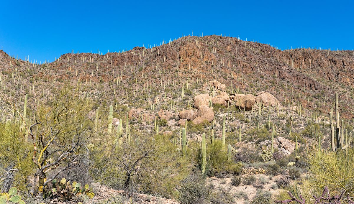 2021 February Tucson Mountains on the hike back from Bren