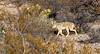 2021 January Coyote in the Tucson Mountains