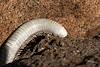 2021 January Dead Millipede