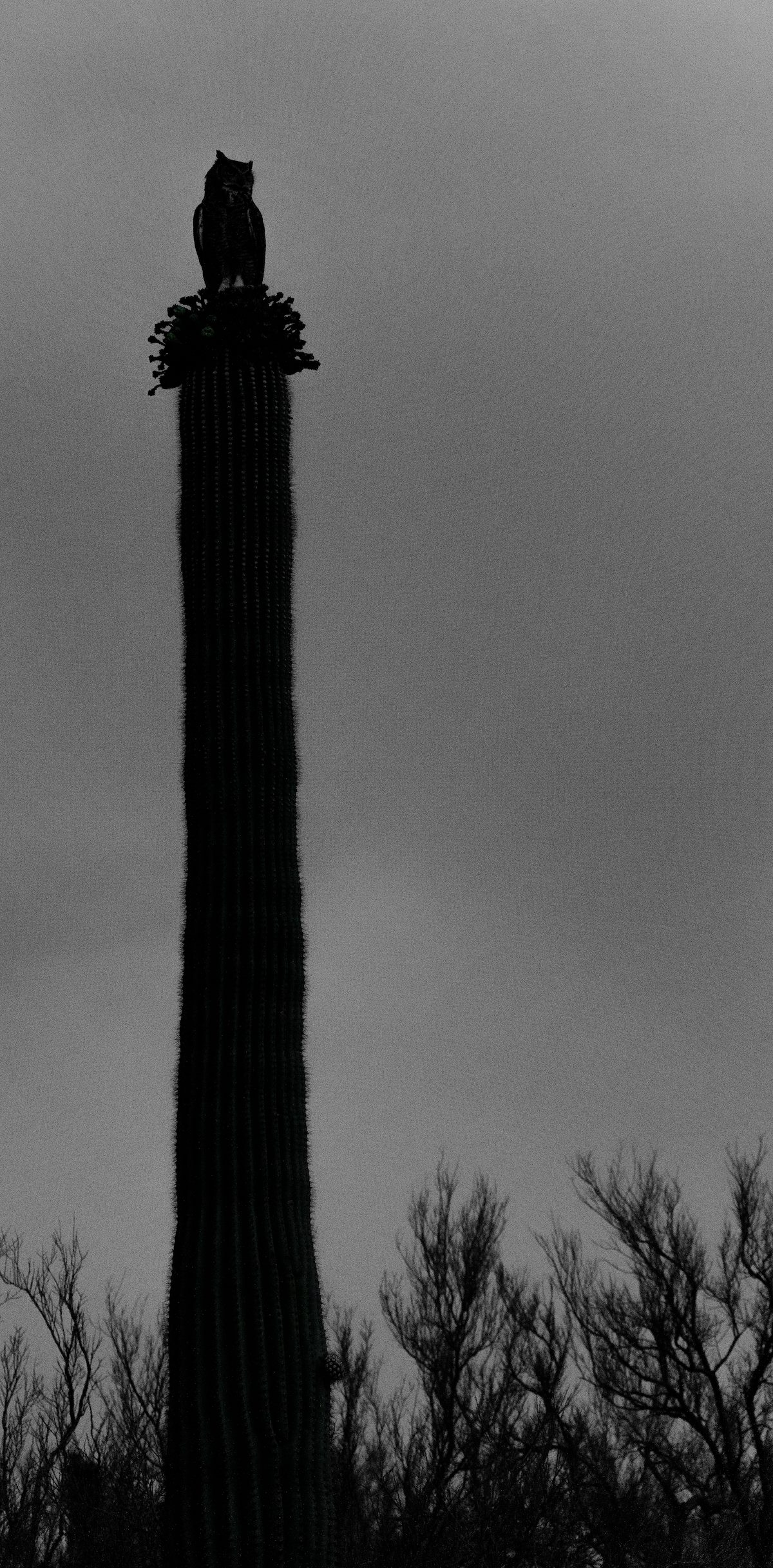 2021 June Great Horned Owl on Saguaro 03