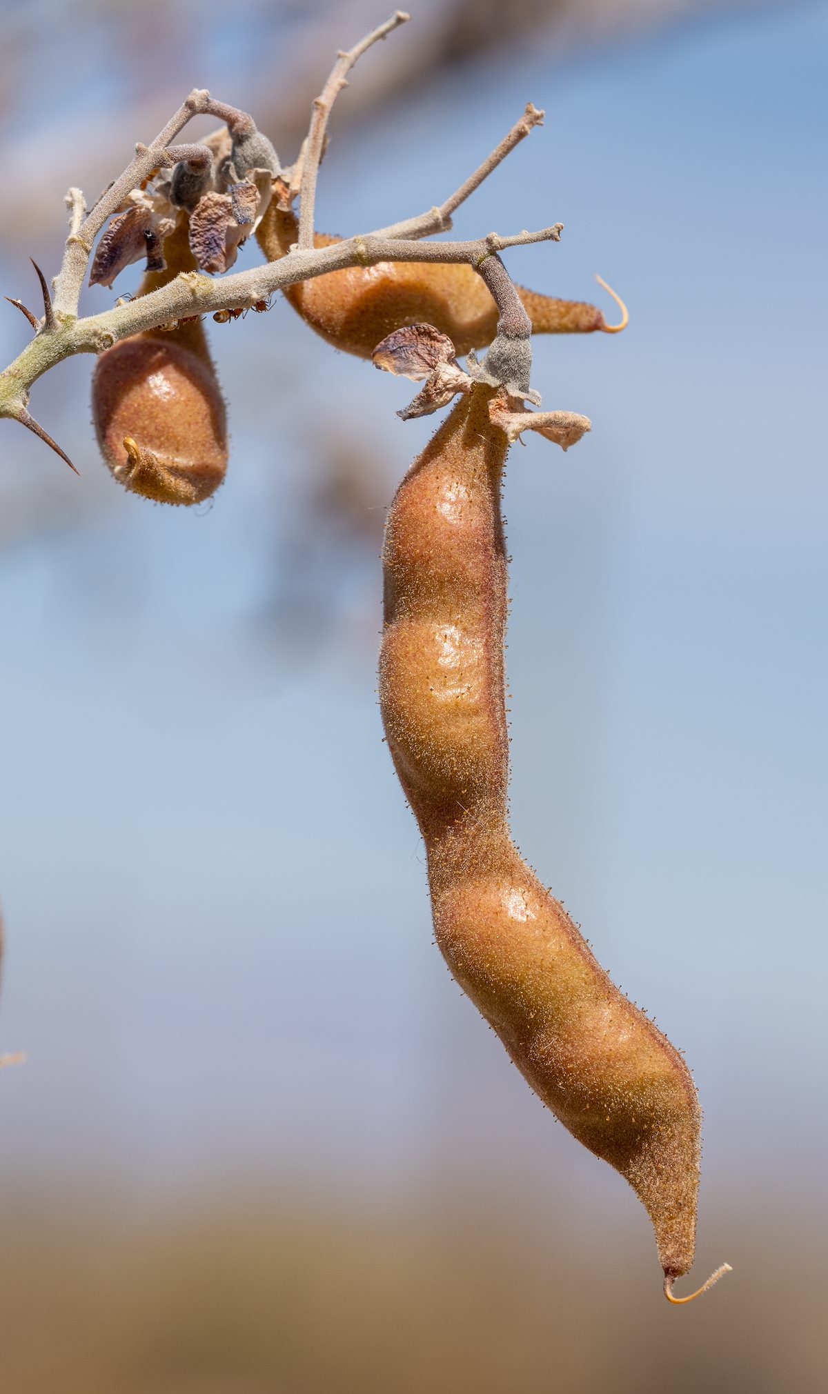 2021 June Ironwood Seed Pod