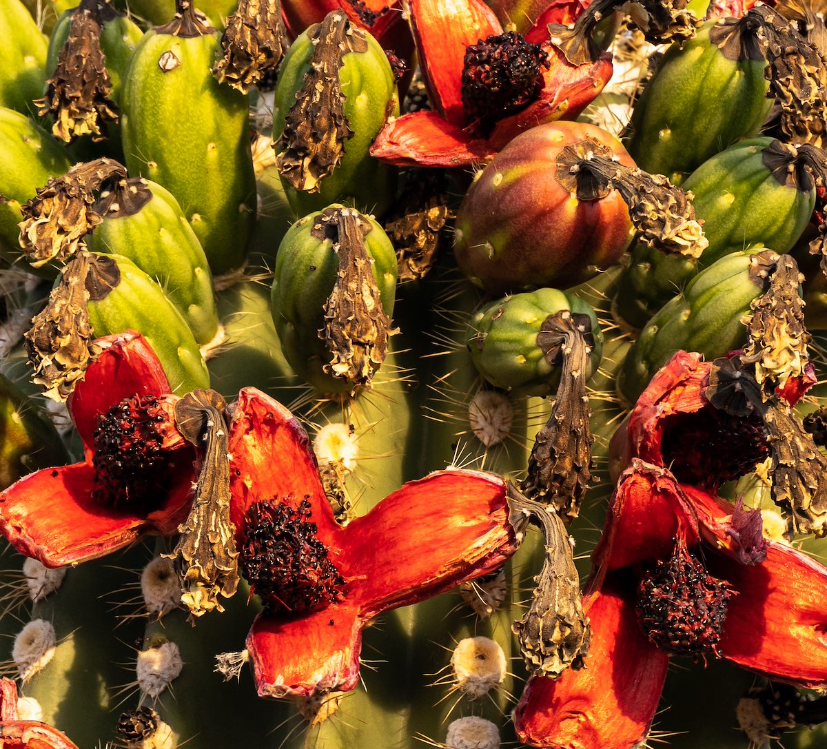 2021 June Saguaro Fruit 01