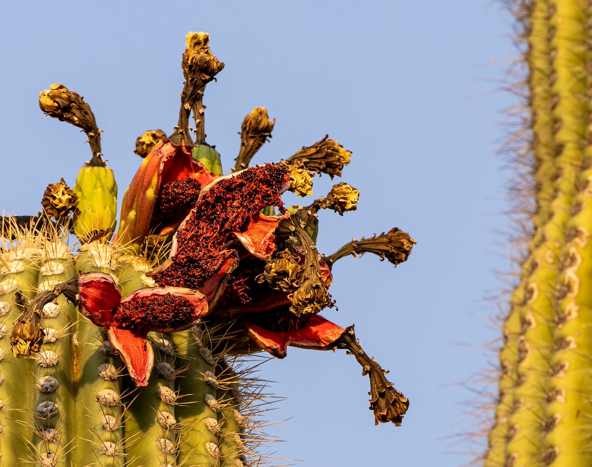 2021 June Saguaro Fruit 02