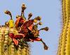 2021 June Saguaro Fruit 02