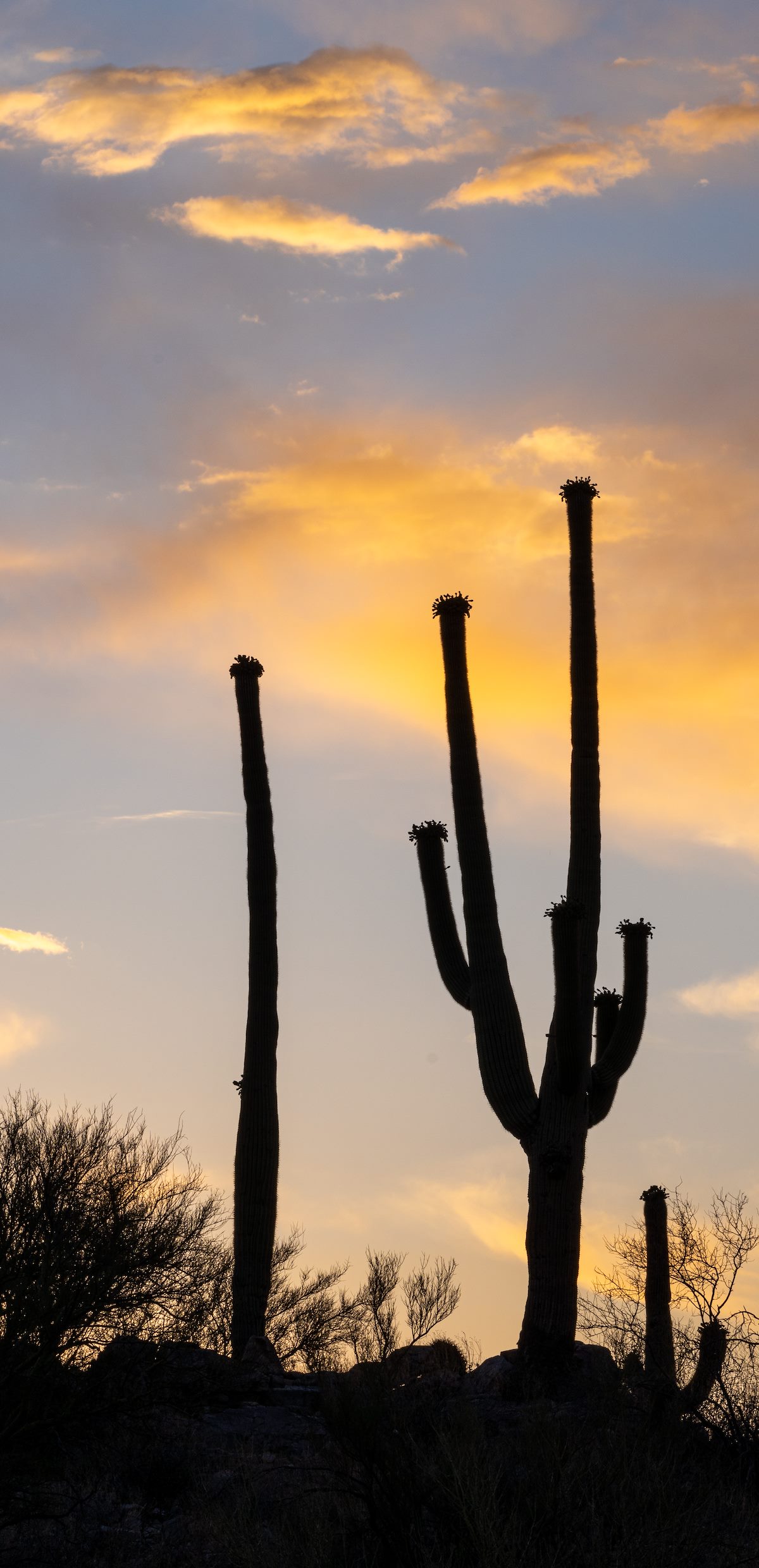 2021 June Saguaro