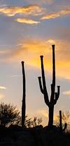 2021 June Saguaro