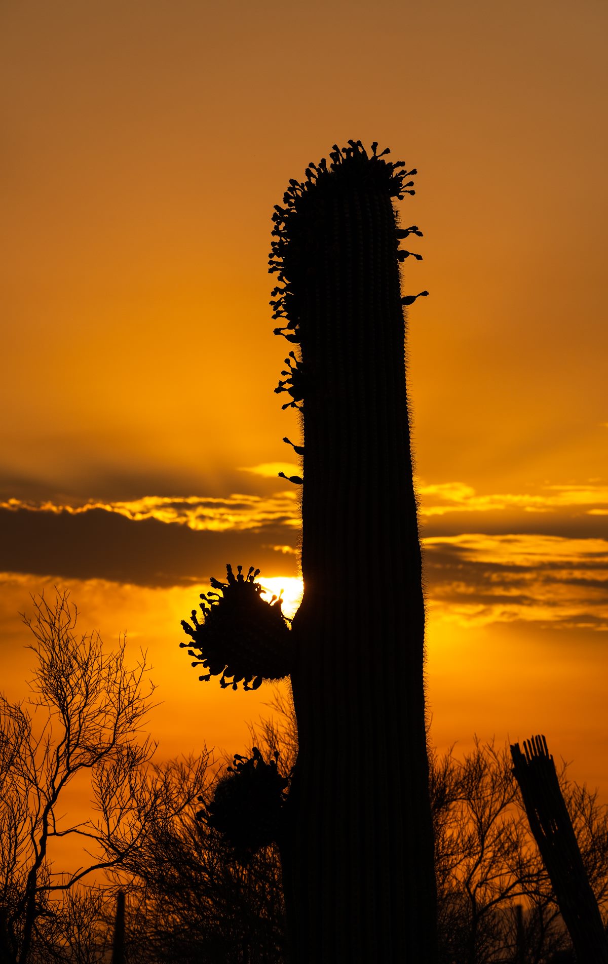 2021 June Sunset Side Blooms