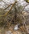 2021 March Balloon Trash in Ironwood Forest National Monument