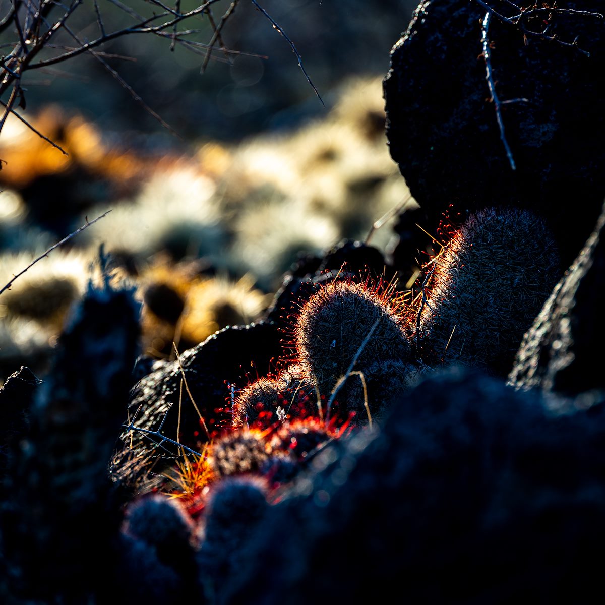 2021 March Cactus and Sun