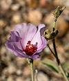 2021 March Globe Mallow in the Tucson Mountains