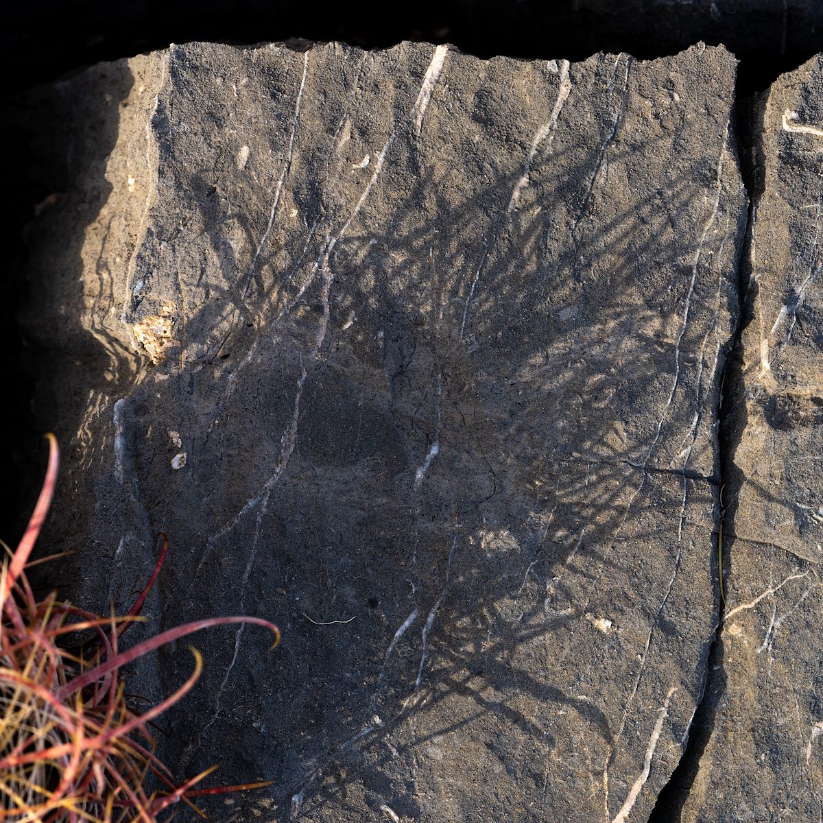 2021 May Barrell Cactus Shadow