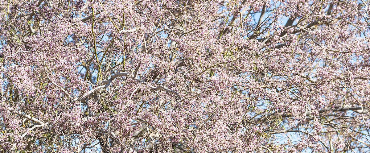 2021 May Blooming Ironwood