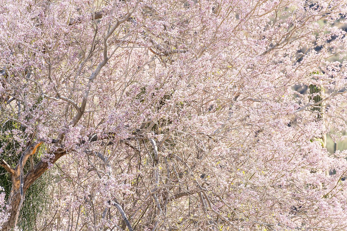 2021 May Ironwood Flowers in the Sun