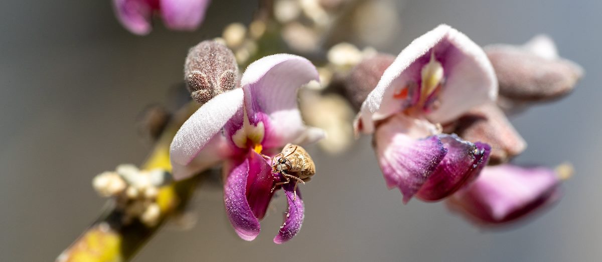 2021 May Small Bug on an Ironwood Flower