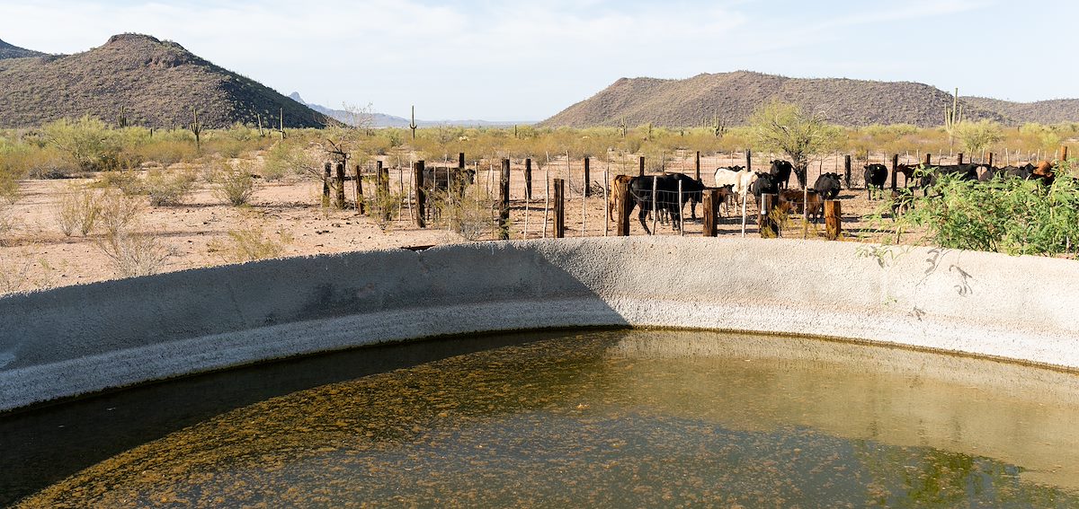 2021 May Tank And Cattle in Ironwood Forest National Monument