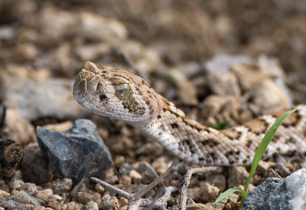 2022 August Rattlesnake